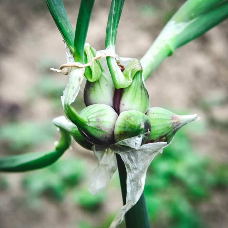 Walking Onions: How to Grow, Eat, and Benefit