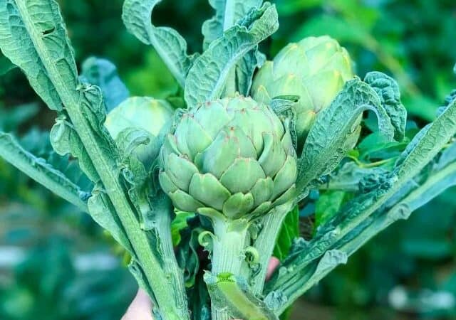 how to grow artichokes from seed