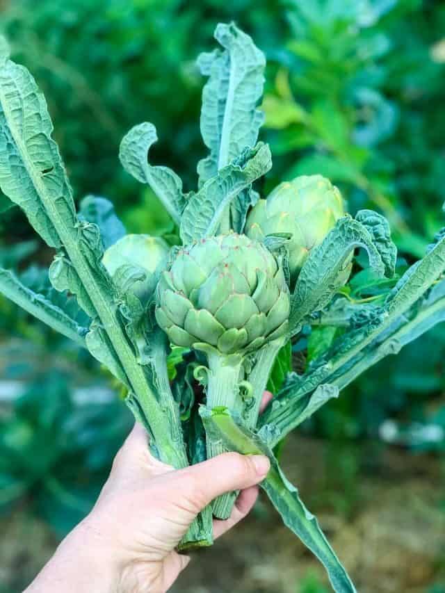 How to Grow Artichokes From Seed