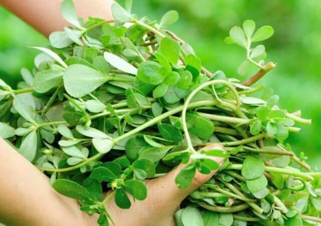 how to identify purslane