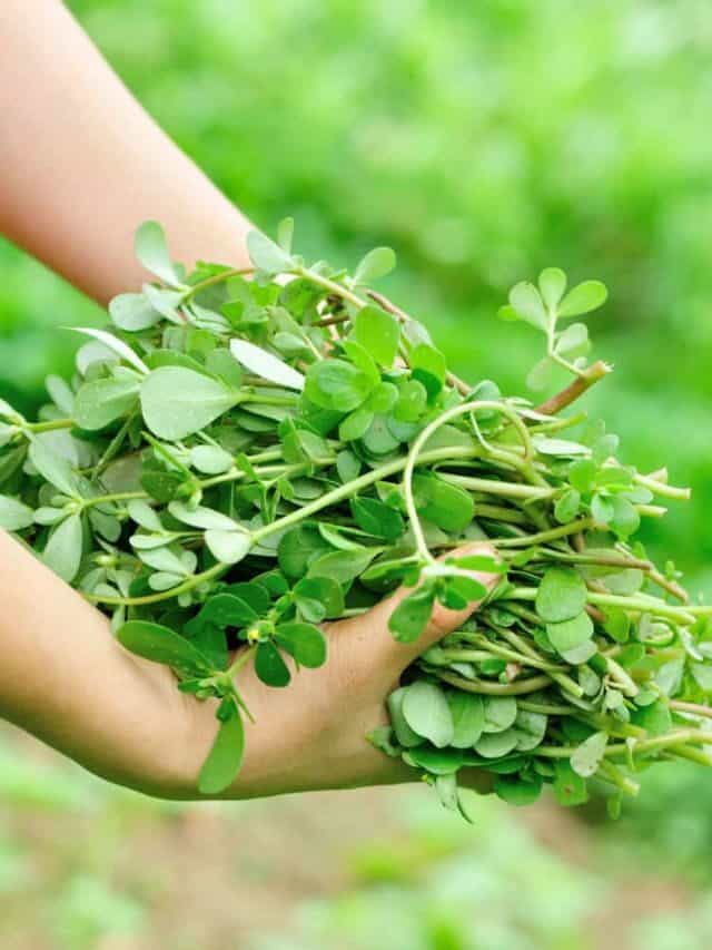 How to Identify Purslane: An Edible & Medicinal Wild Plant