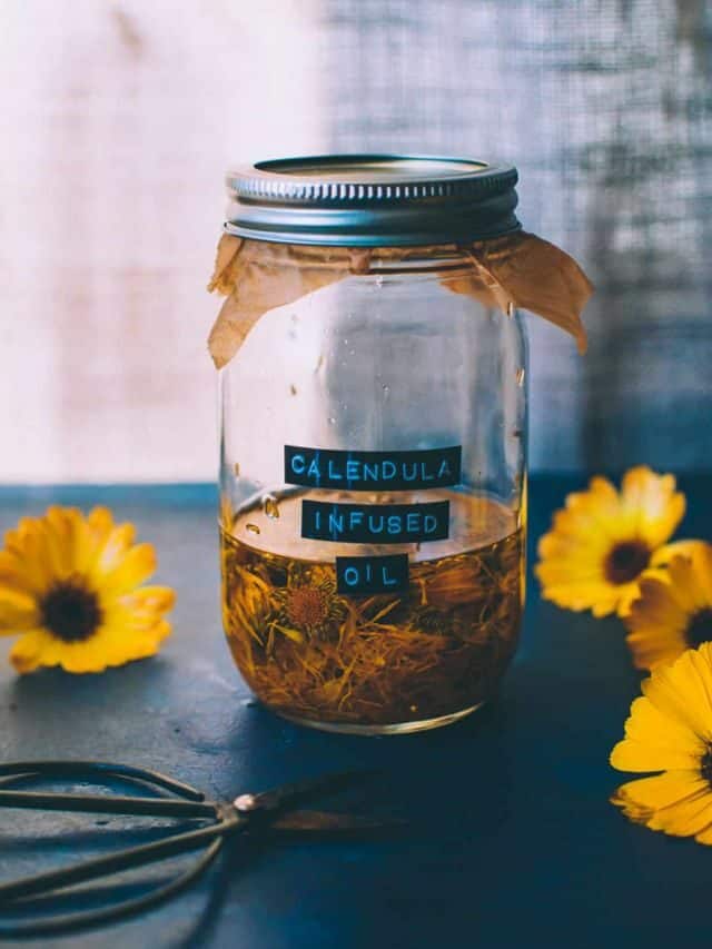 Making Calendula Oil & Benefits