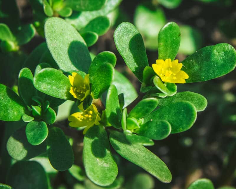 Foraging Purslane: Identification, Look-alikes, and Uses