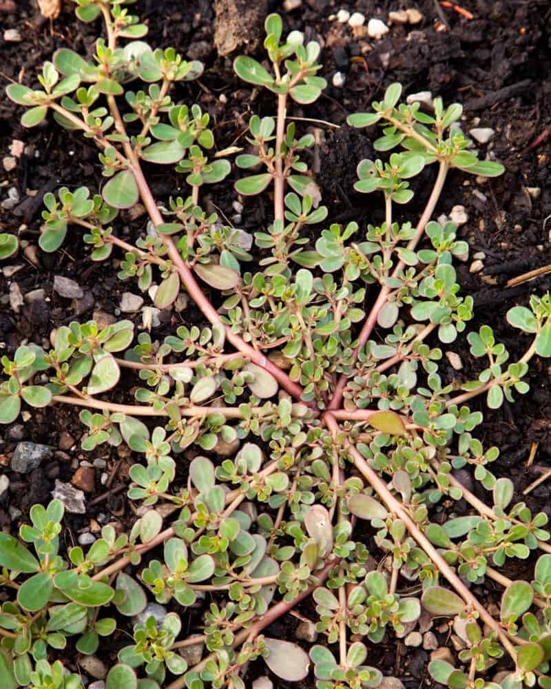 Foraging Purslane: Identification, Look-alikes, and Uses