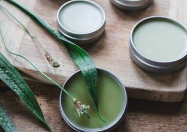 DIY plantain salve for bug bites