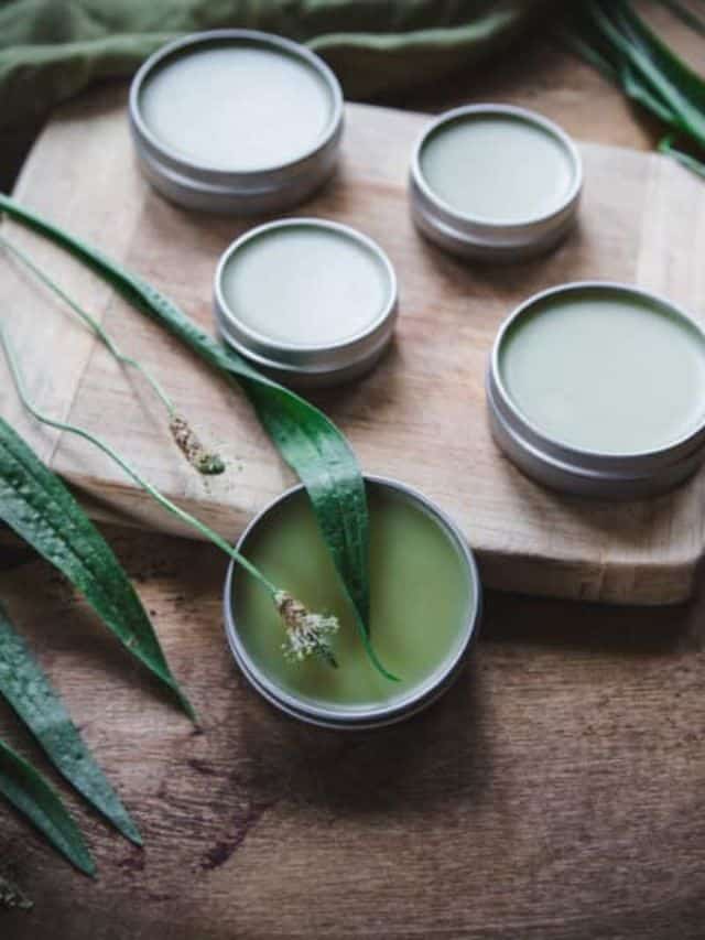 DIY Plantain Salve for Bug Bites