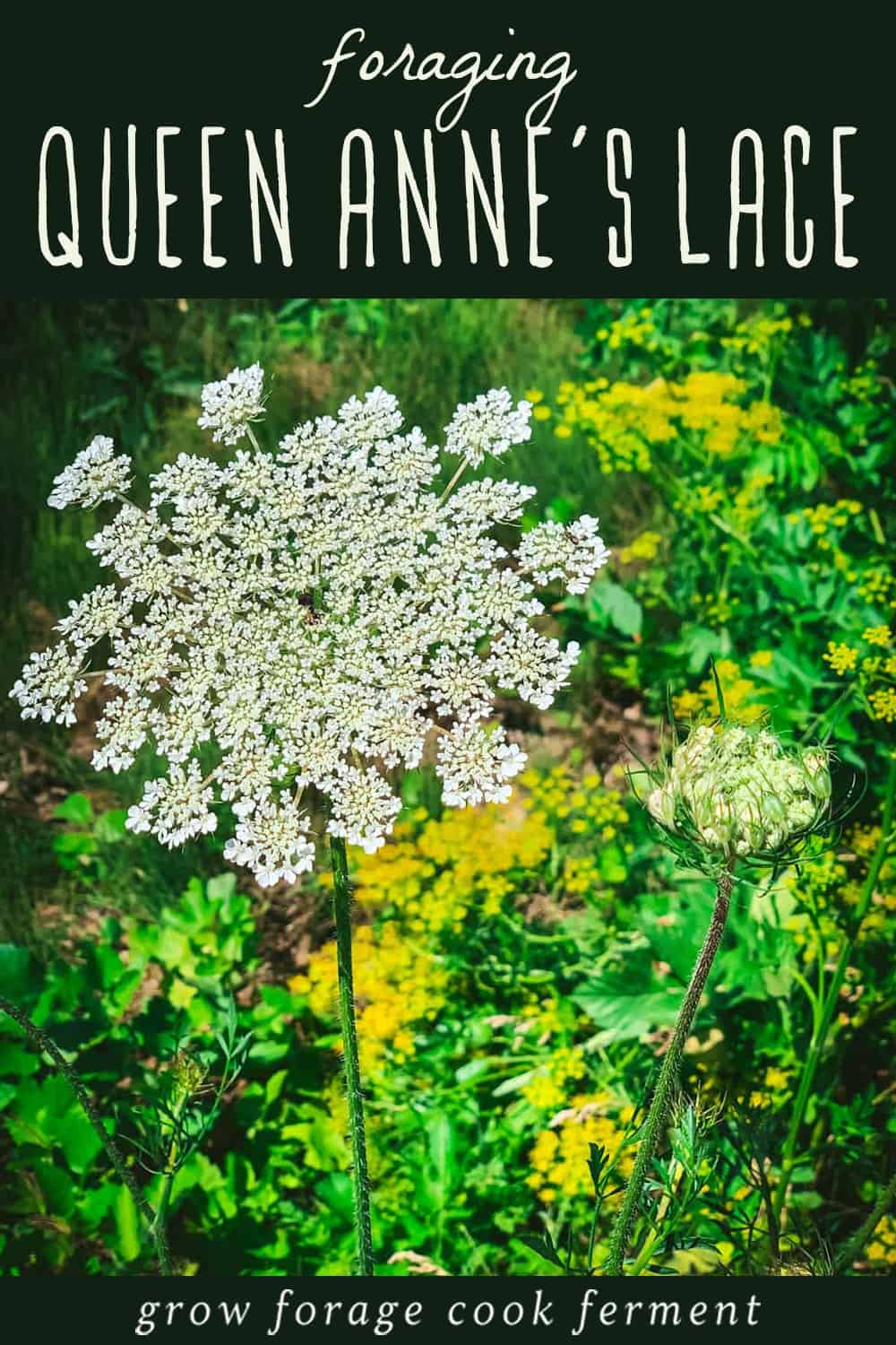 Foraging Queen Anne's Lace: Identification, Look-alikes, and Uses