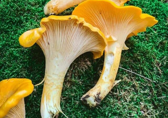 chanterelle mushroom identification