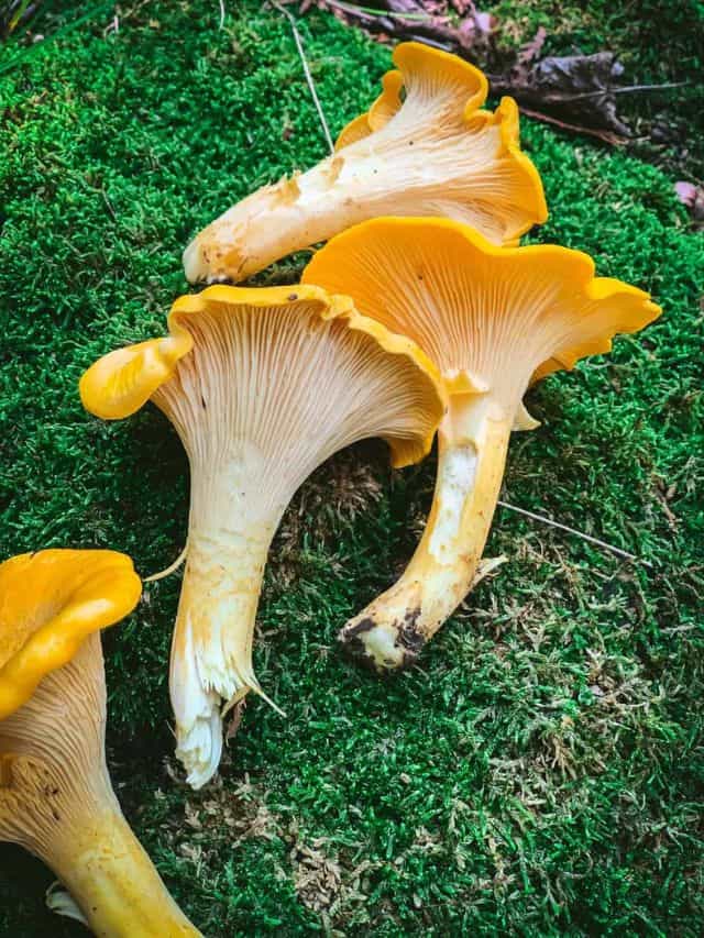 Chanterelle Mushroom Identification & Look-alikes