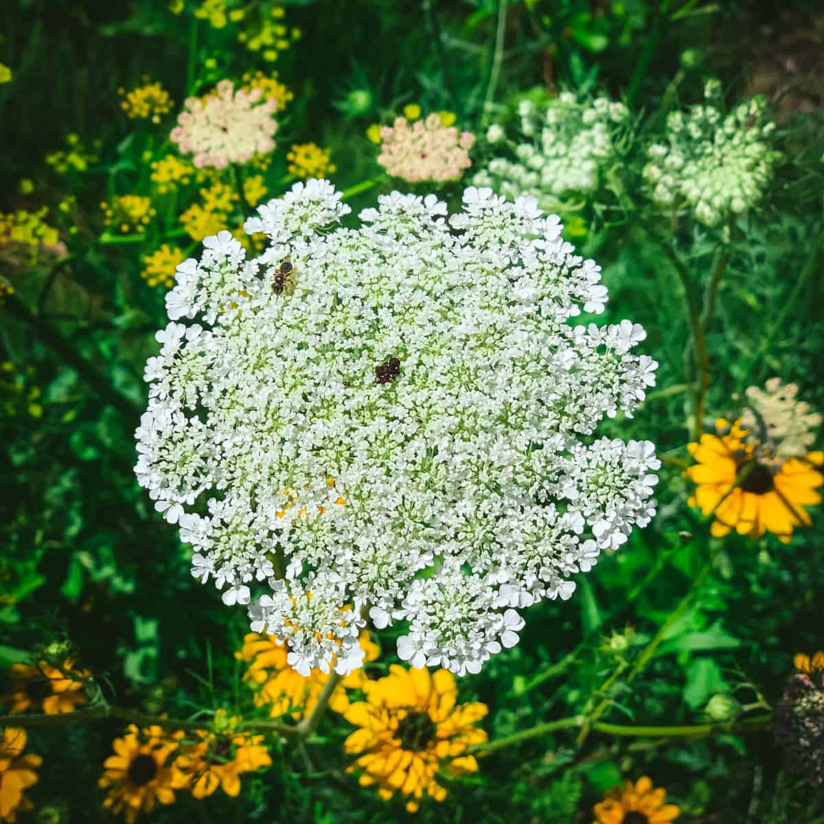 Queen Anne's Lace, Wild Carrot