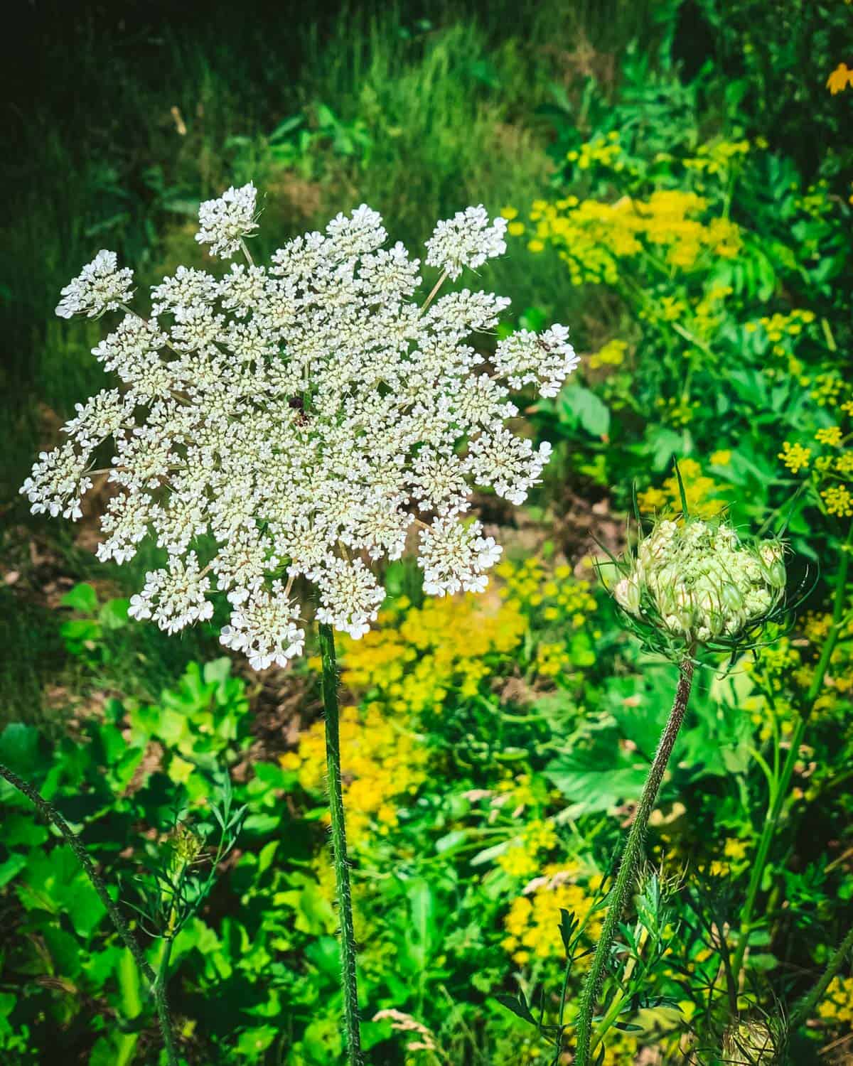 Foraging Queen Anne's Lace: Identification, Look-alikes, and Uses