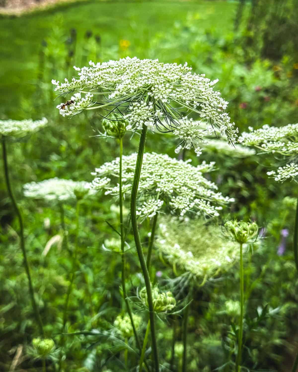 Learn how to identify Queen Anne's Lace, then play with it in the kitchen.