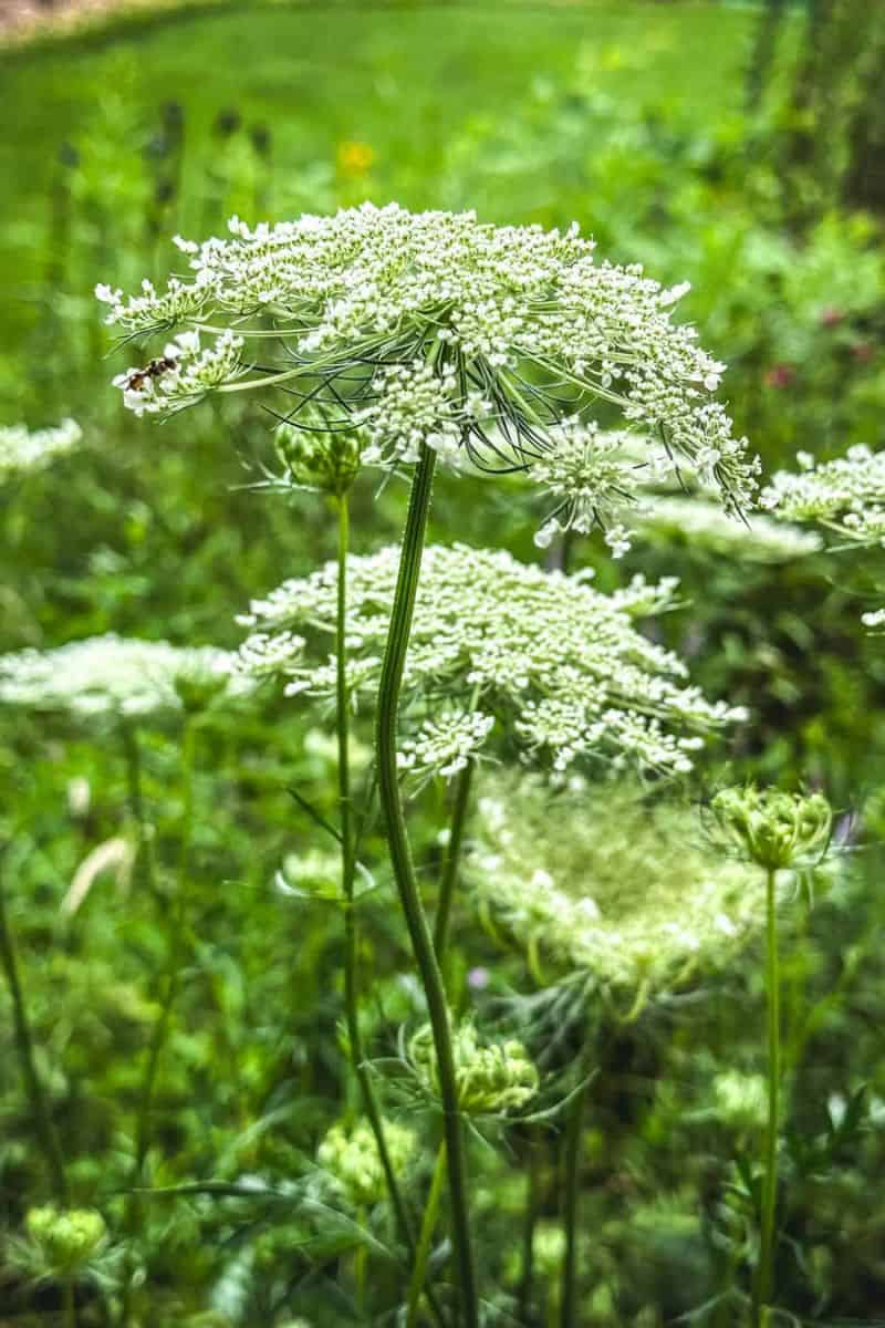 Queen Anne's Lace vs. Poison Hemlock - Grow Forage Cook Ferment