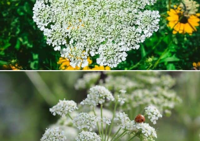 queen anne's lace vs poison hemlock