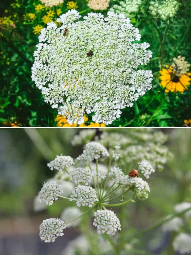 Audio Blog: Poison Hemlock or Queen Anne's Lace? How to Tell - Advanced  Turf Solutions