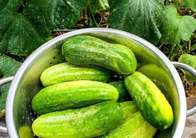 A colander bowl of fresh whole cucumbers outside, with cucumbers with leaves and vines surrounding. Top view.