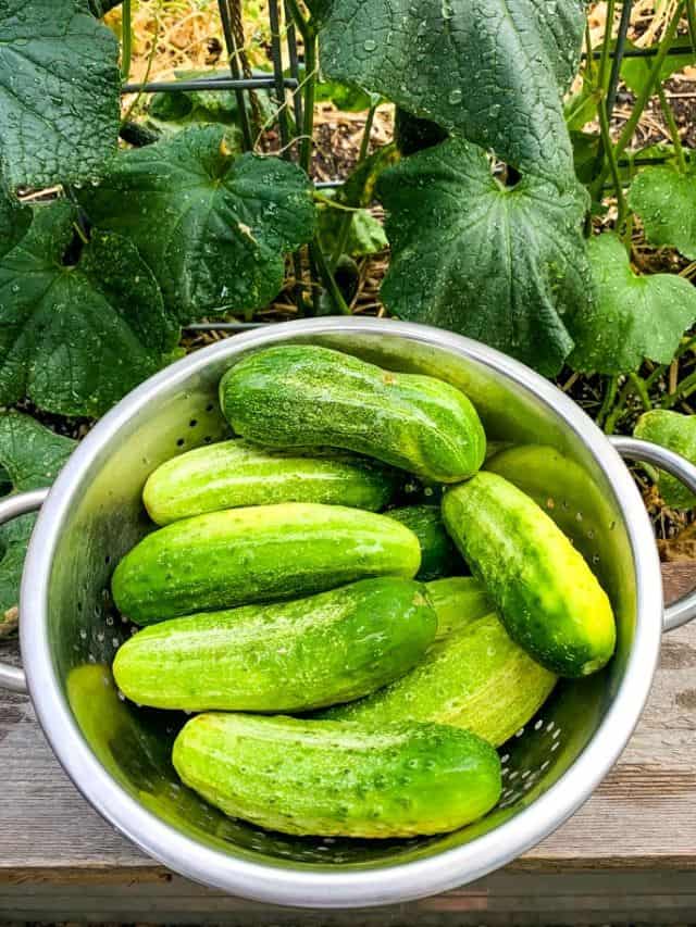 What to Do With an Abundance of Cucumbers