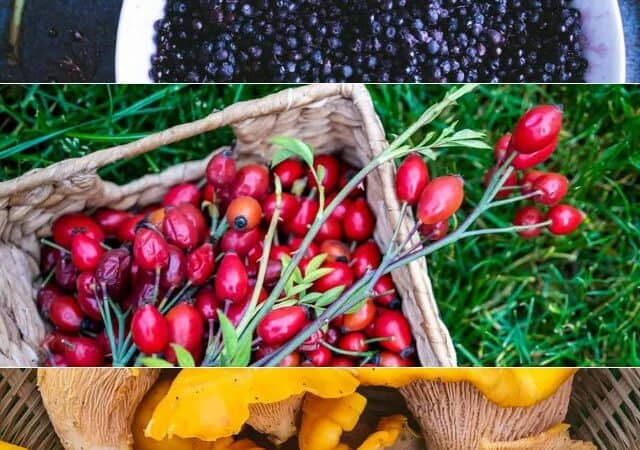 fall foraging guide - 7 best edible plants with pictures