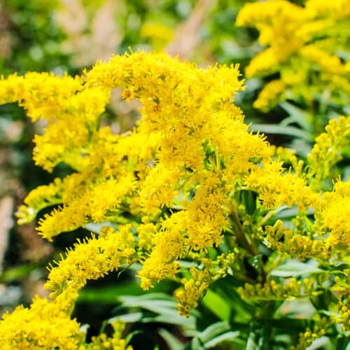 Foraging Goldenrod (Solidago): Identification and Uses