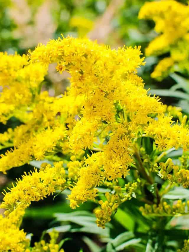 Goldenrod Identification Guide: Lookalikes & Medicinal Uses