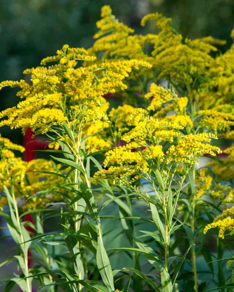 Foraging Goldenrod (Solidago): Identification and Uses