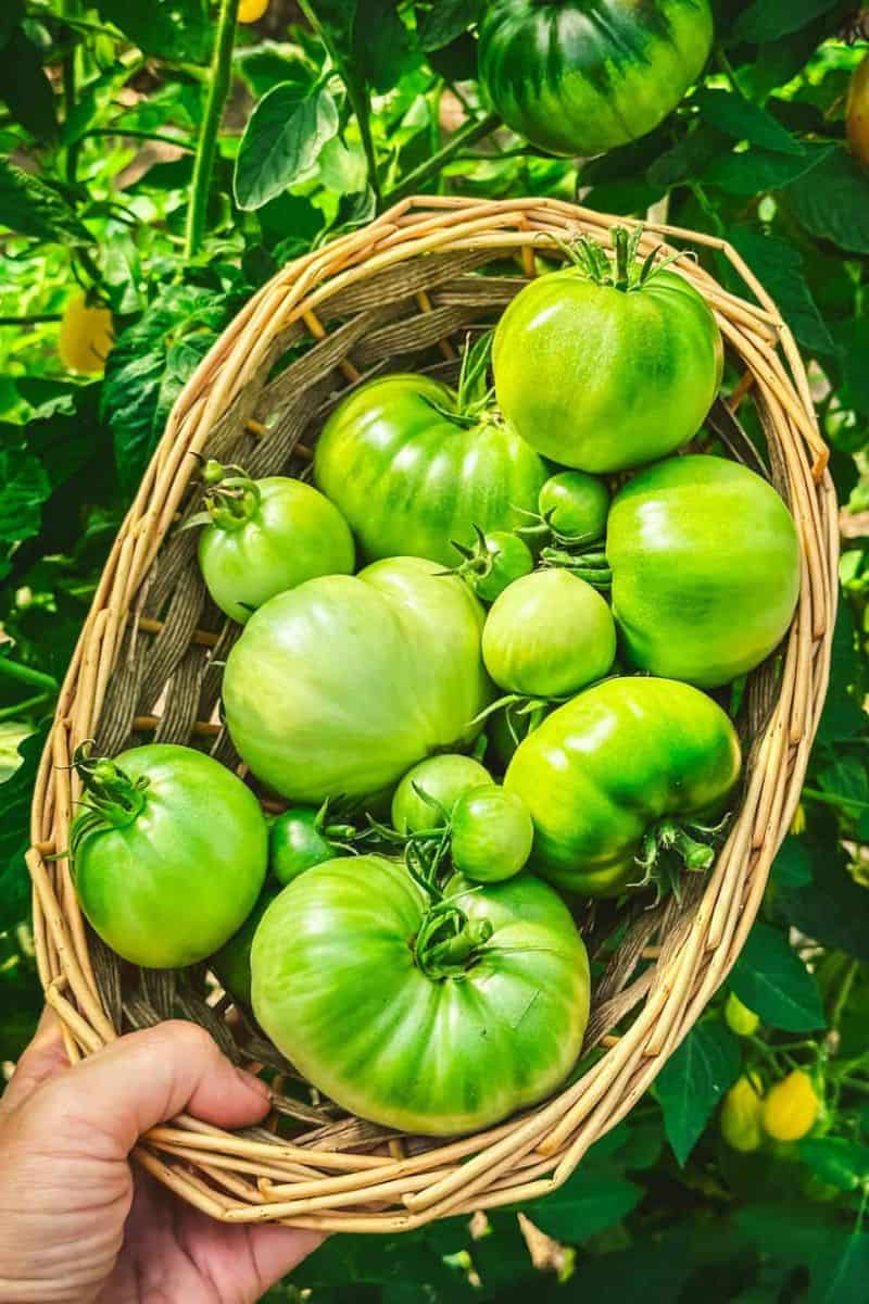 https://www.growforagecookferment.com/wp-content/uploads/2023/09/old-fashioned-pickled-green-tomatoes-recipe-1.jpg