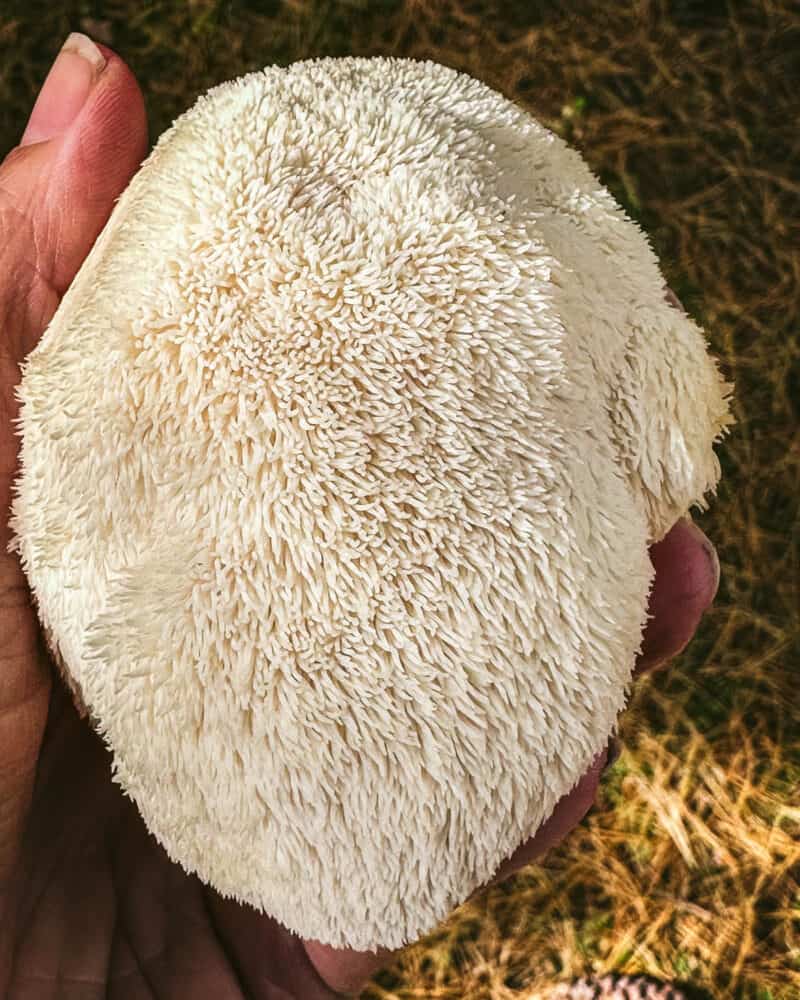 Foraging Lion's Mane Mushrooms Identification & Lookalikes