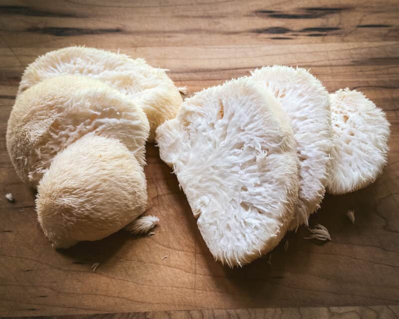 Foraging Lion's Mane Mushrooms Identification & Lookalikes