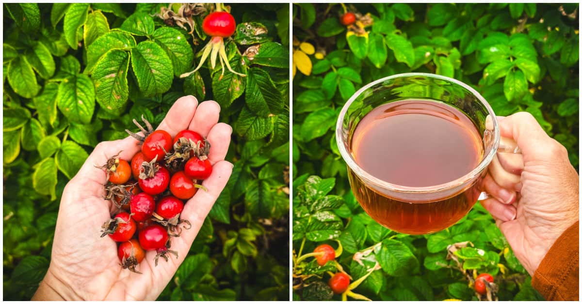 Rose Hip Tea Recipe, How to make Rose Hip Tea Recipe 