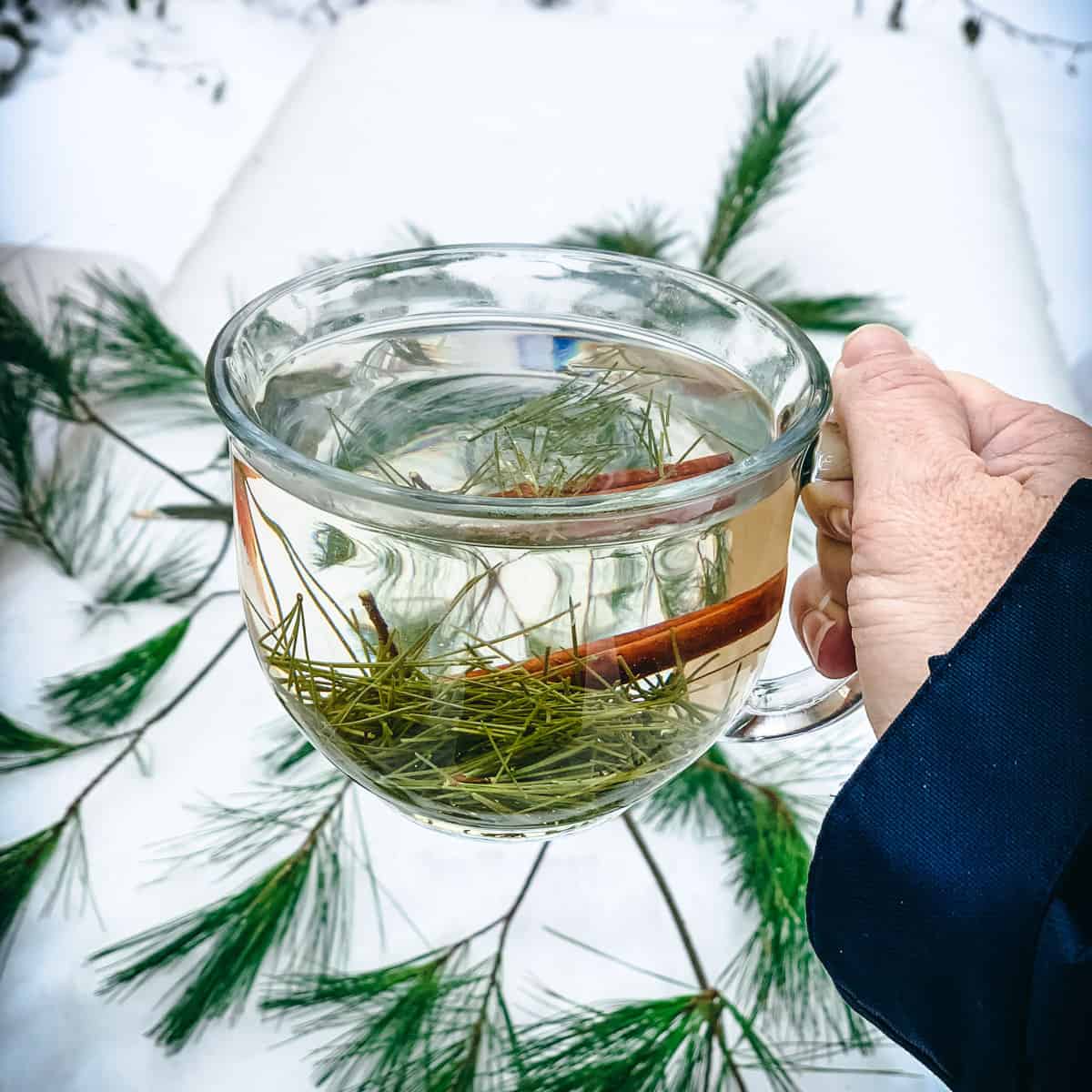 Pine Needle Tea with Pine, Spruce or Fir