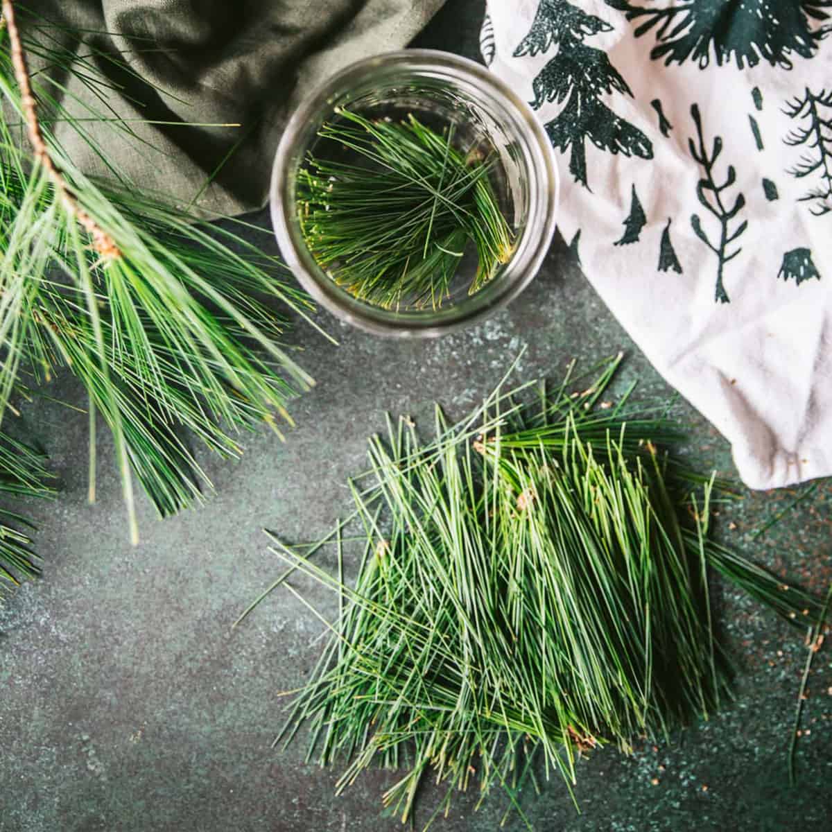 30+ Pine Needle Recipes: Drinks, Desserts, Syrups, Balms & More!