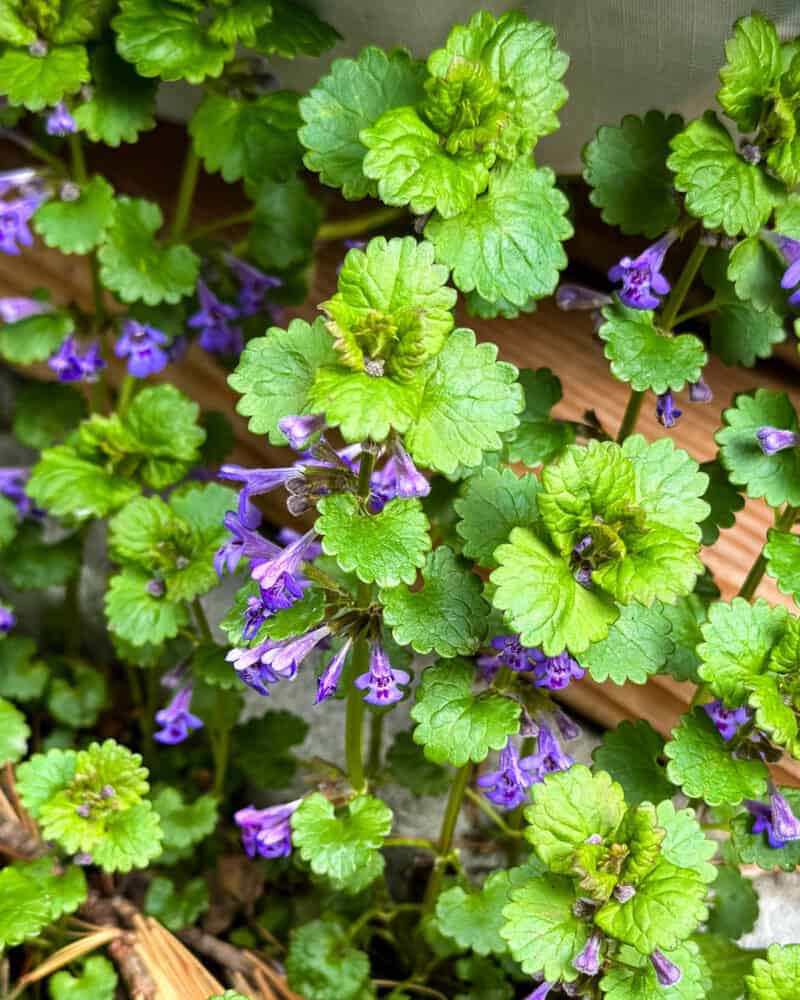 13 Early Spring Edible Wild Greens