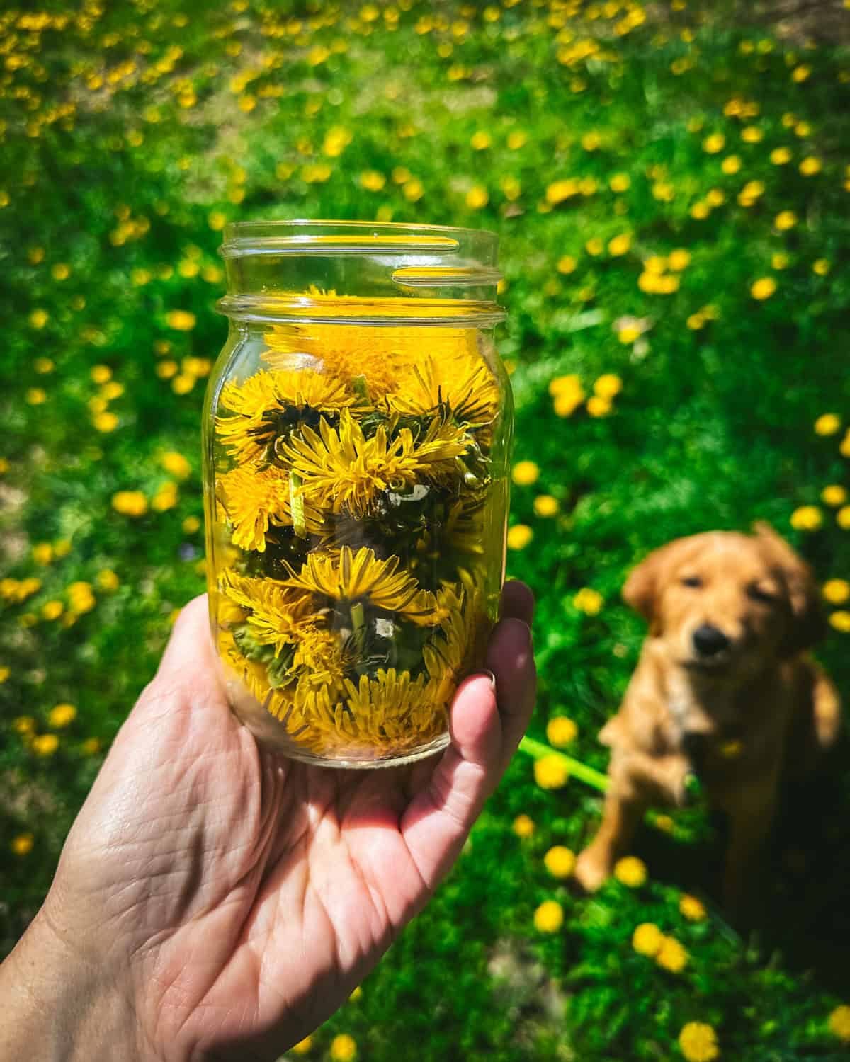 A jar of dandelions held up by a hand outside in a field of dandelions with a super cute Golden Retriever in the background. 