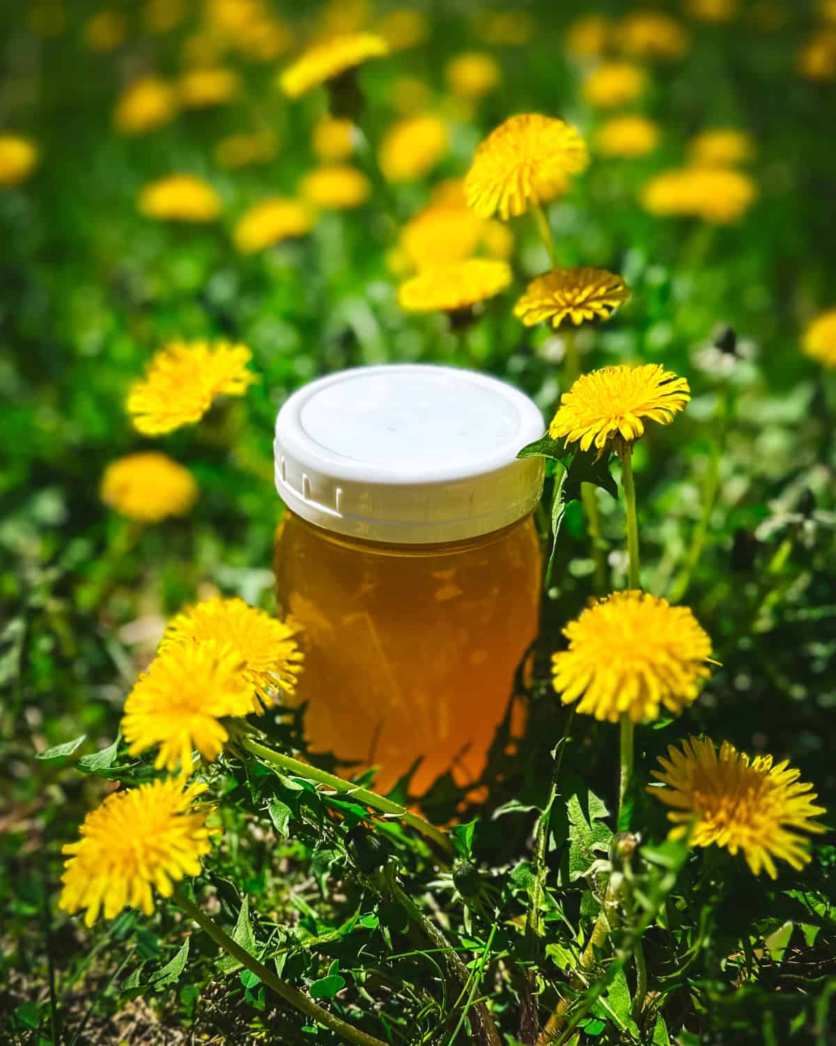 A jar of dandelion syrup with a white cap, in a field of dandelions. 