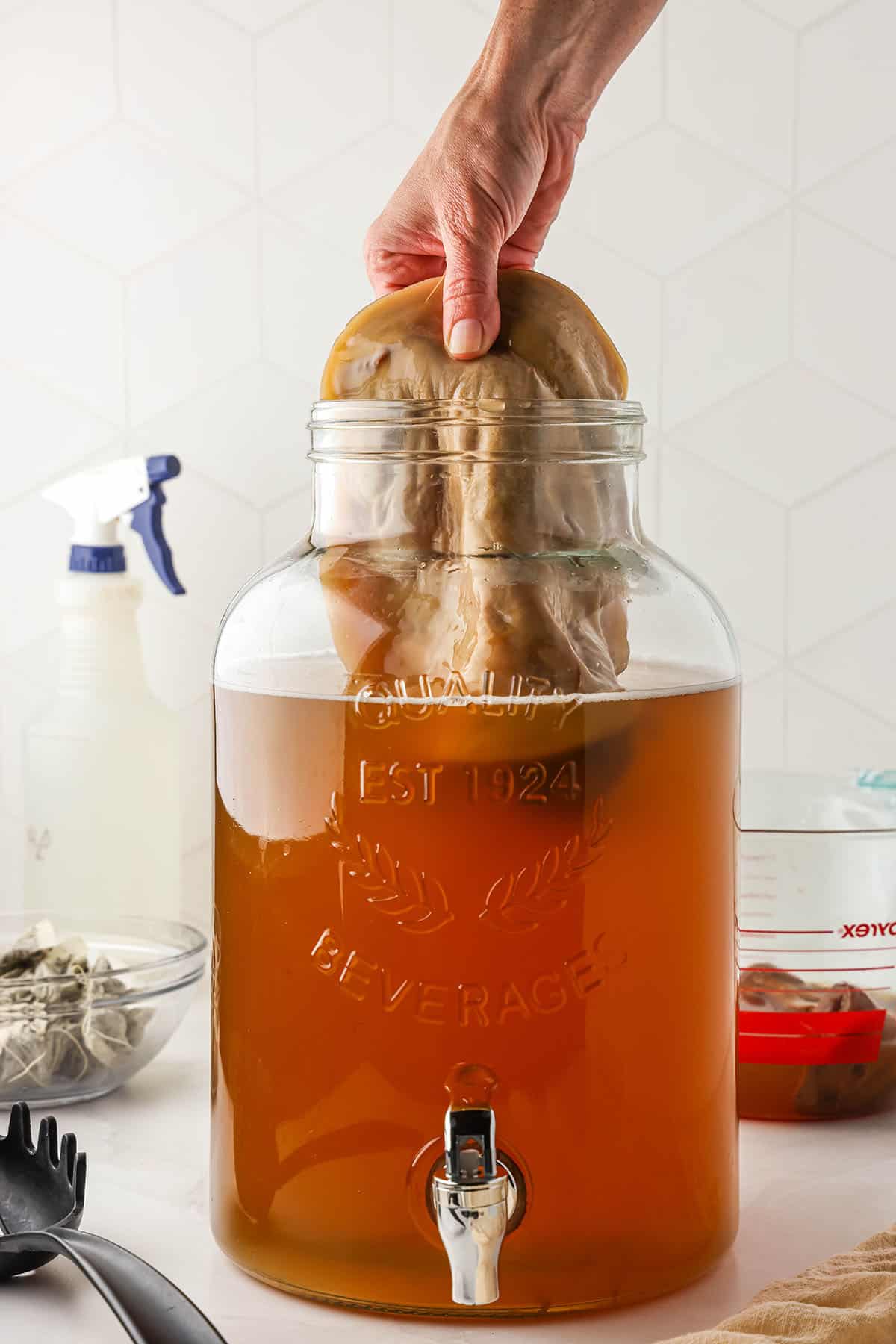 A gallon wide mouth jar with a spigot, holding green tea. A hand is carefully placing a SCOBY into the jar.