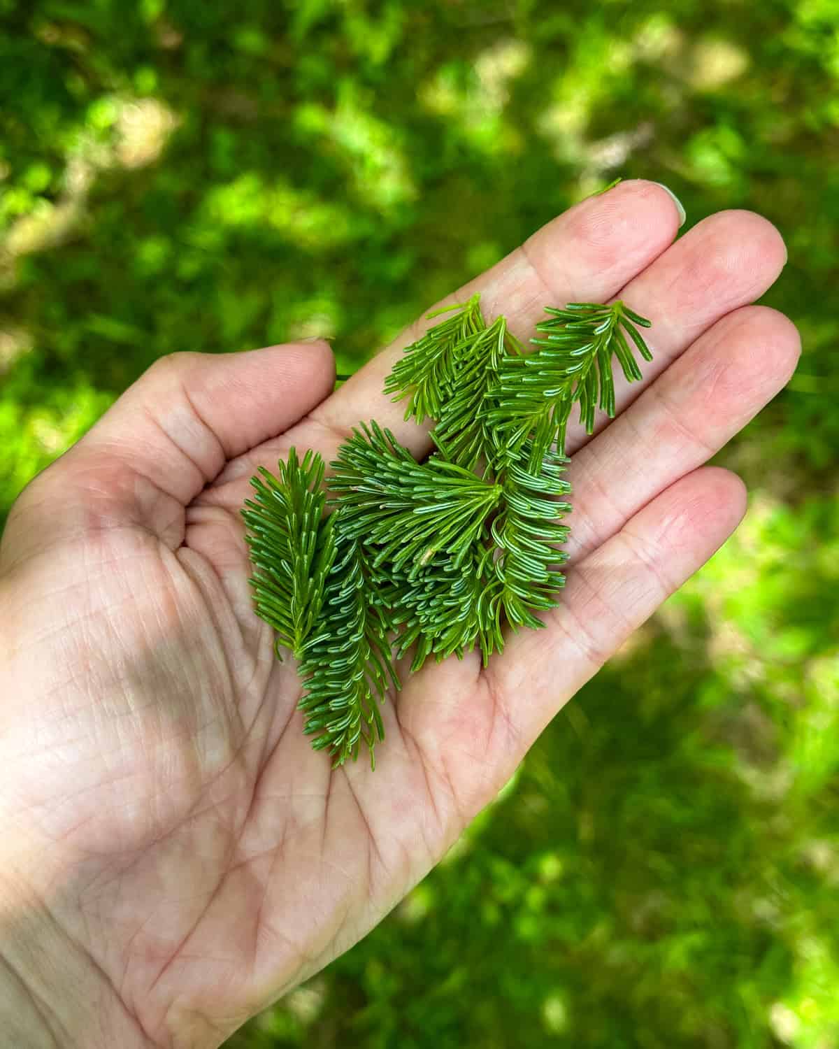 A hand holding fir tips outside with a natural green background, top view. 