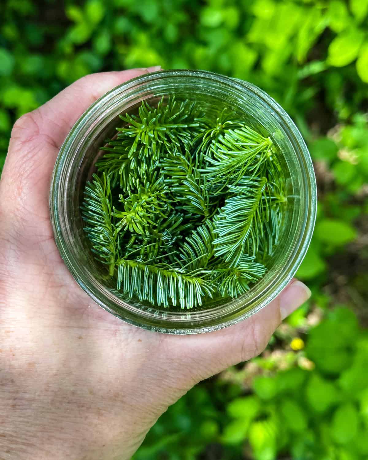 A jar of fir tips held by a hand outside, top view. 