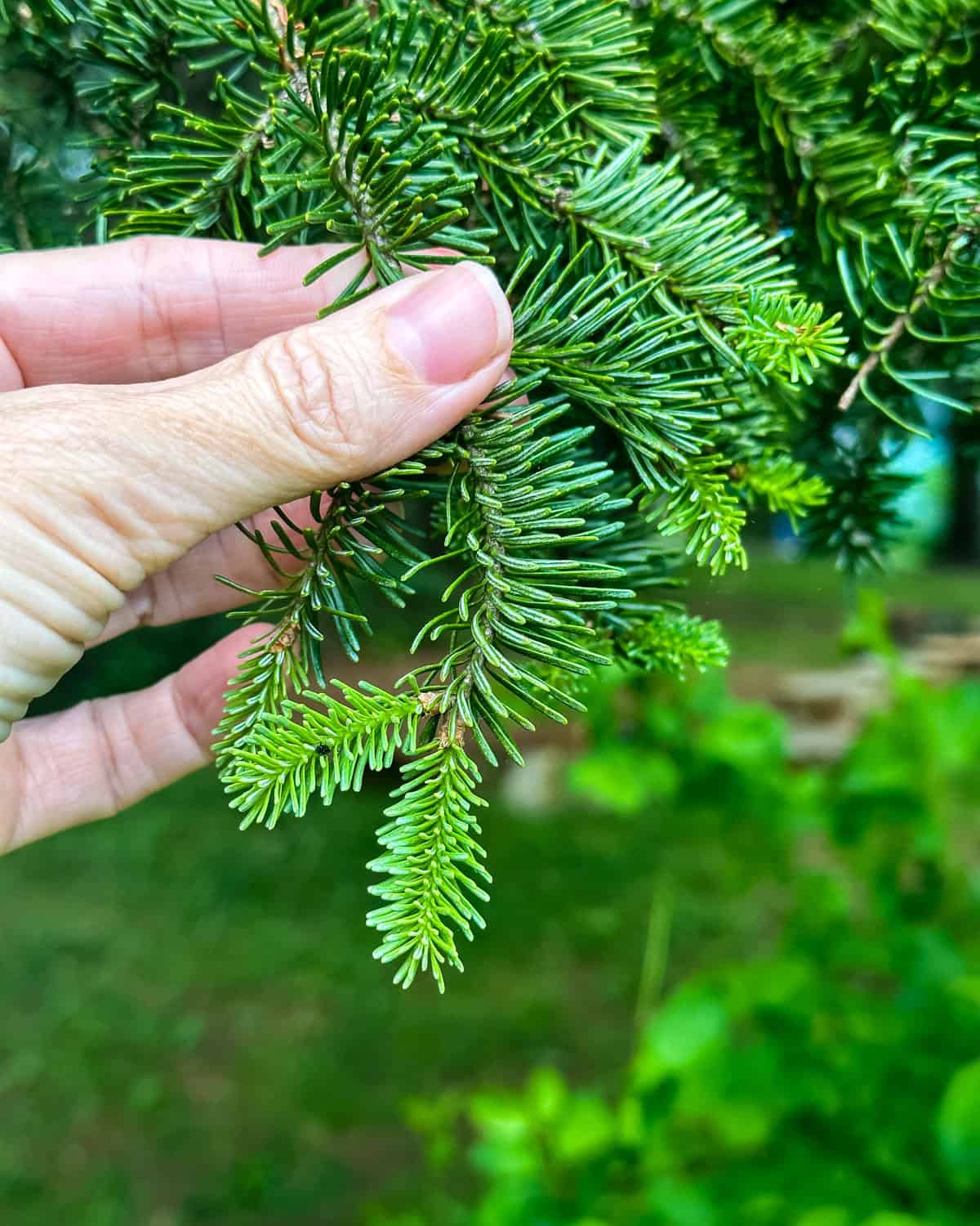 A hand holding out a conifer branch showing the new growth tips. 