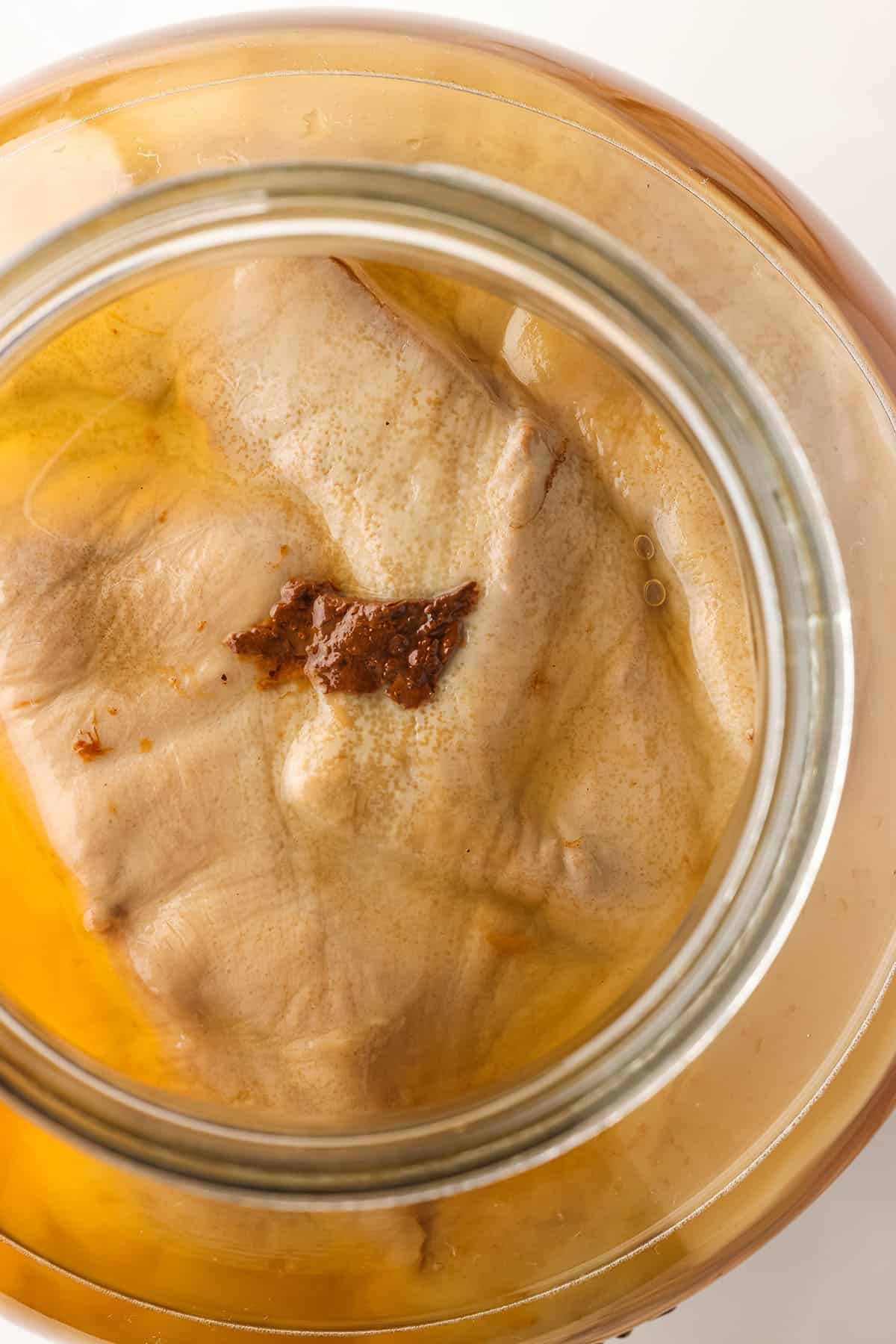 Top view of a wide mouth gallon jar, showing a new SCOBY floating at the top. 