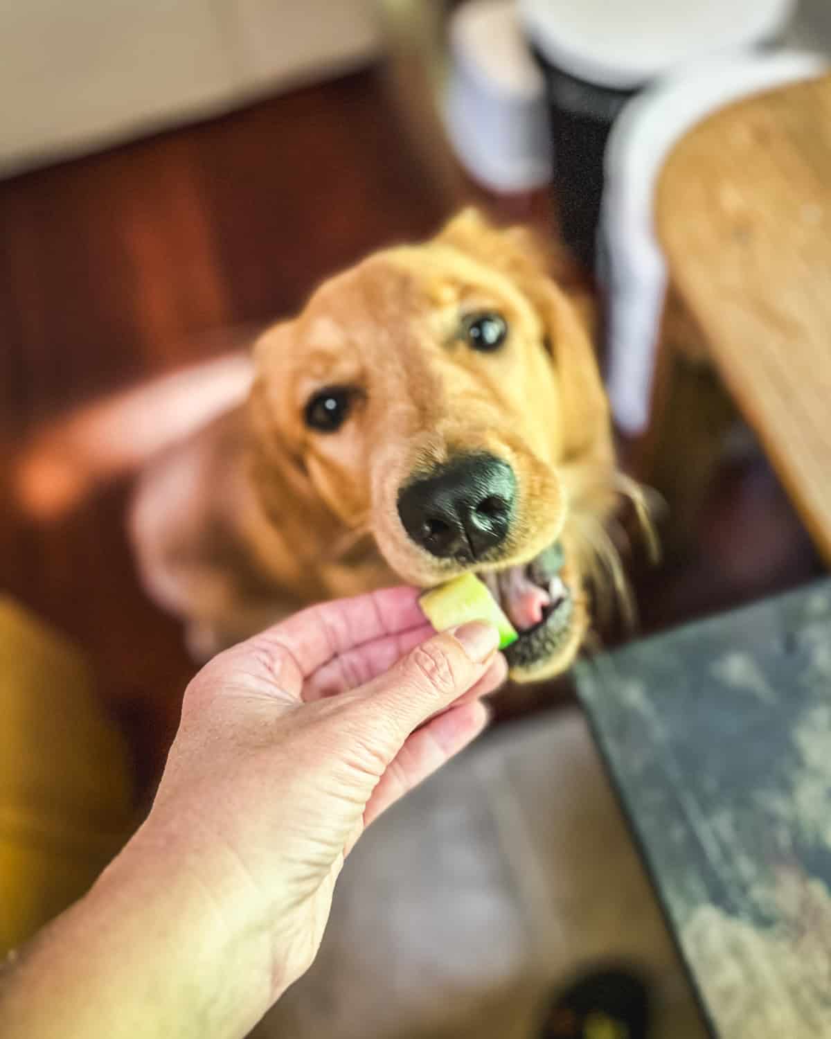 A hand feeding a golden retriever dog a piece of frozen zucchini. 