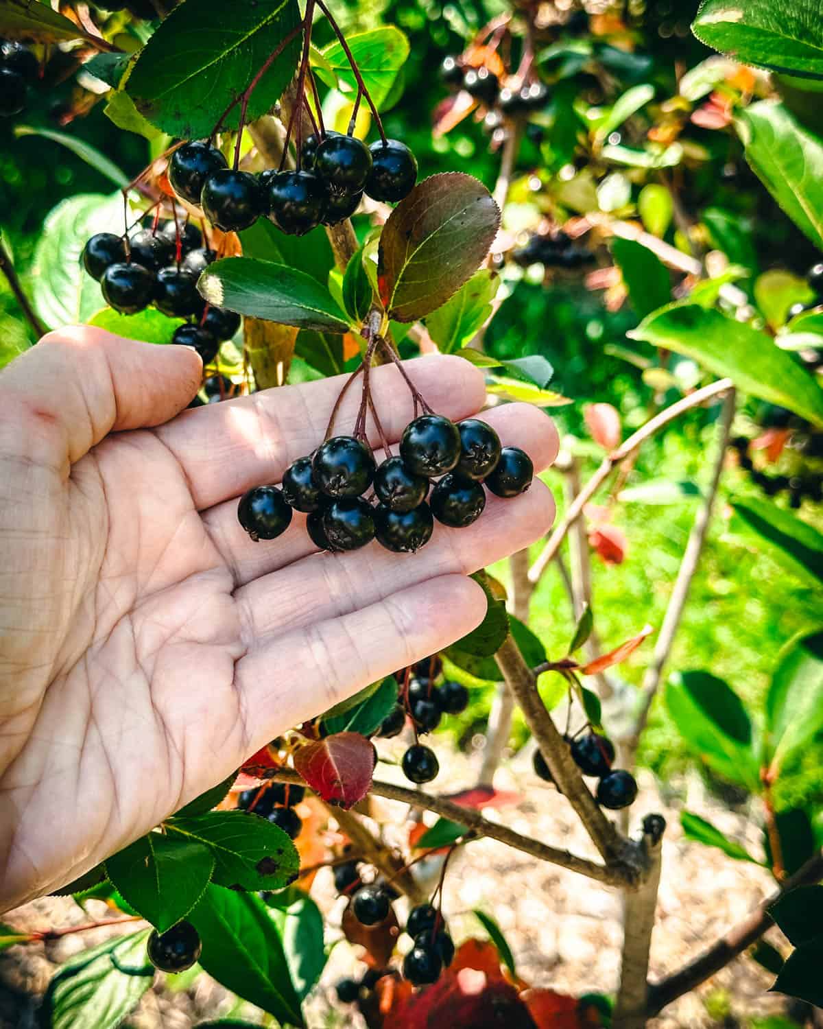 Aronia berries on a bush in a hand ready for picking. 