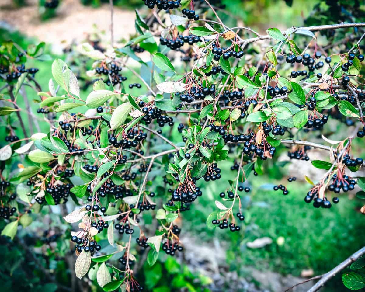 Aronia plant with ripe berries. 