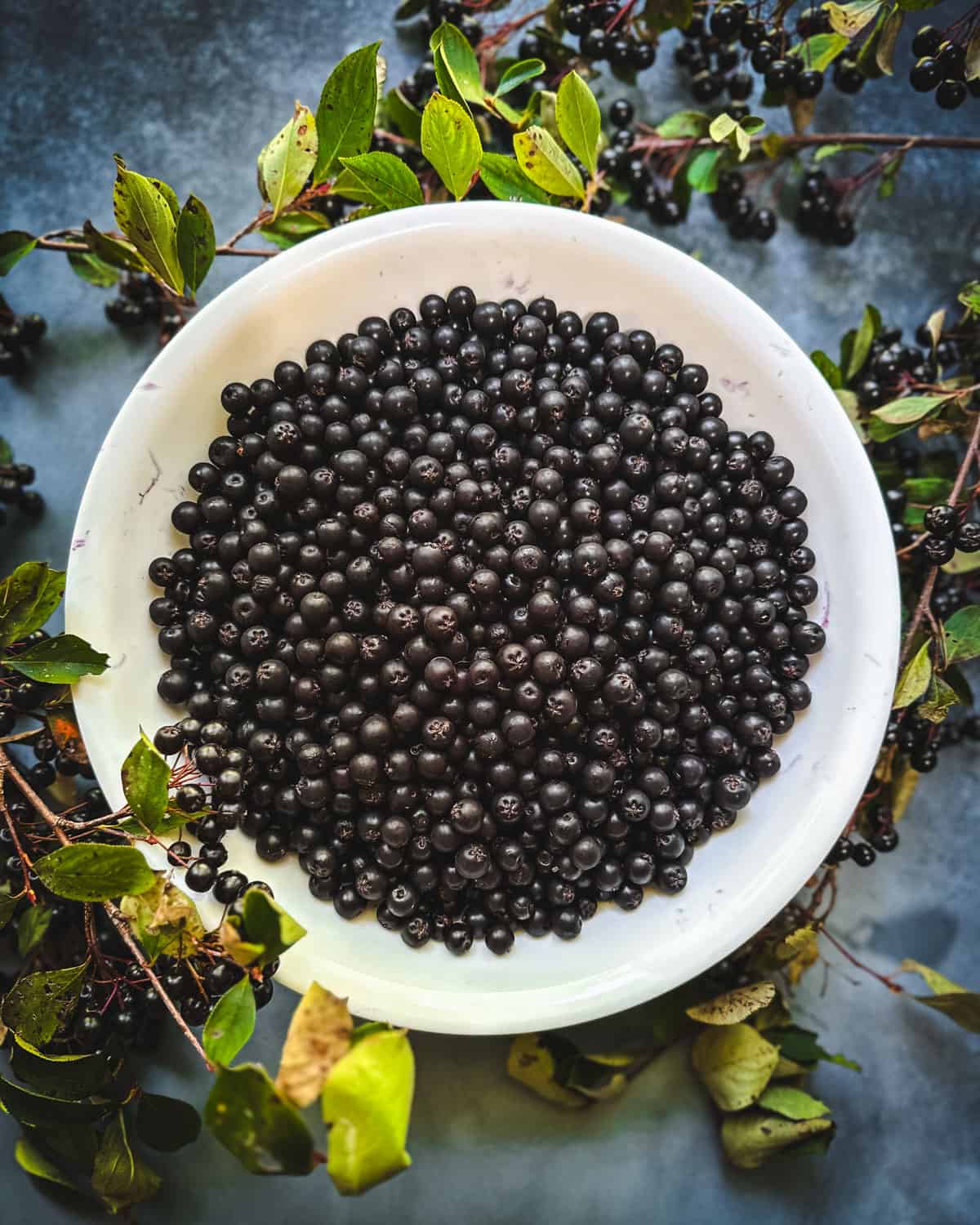 A bowl of aronia berries on a surface surrounded by fresh aronia branches and berries. 