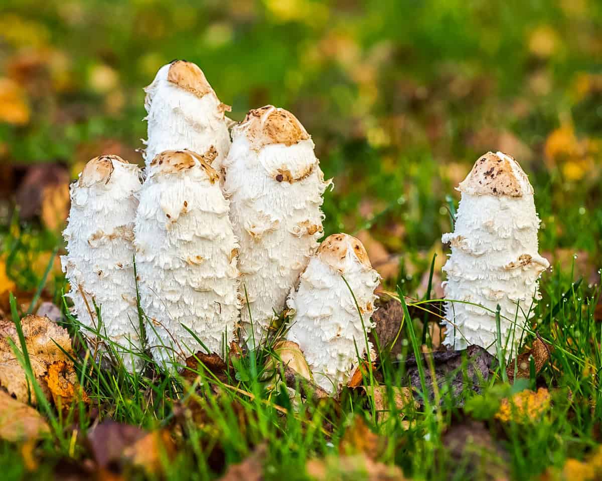 A cluster of shaggy mane mushrooms in grass. 