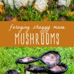 foraging shaggy mane mushrooms