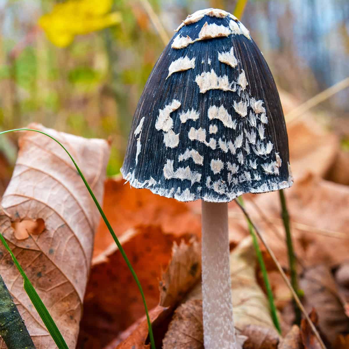 A black mushroom with white spots, called a magpie fungus. 