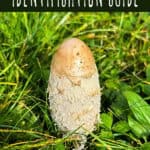 shaggy ink cap identification guide