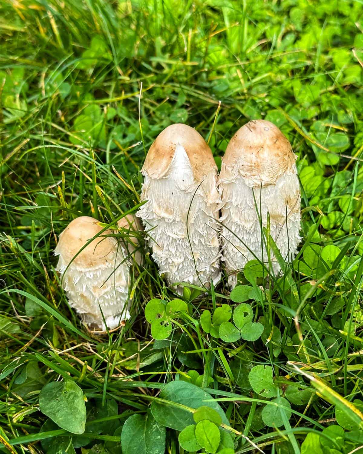 Shaggy mane mushrooms growing in grass. 