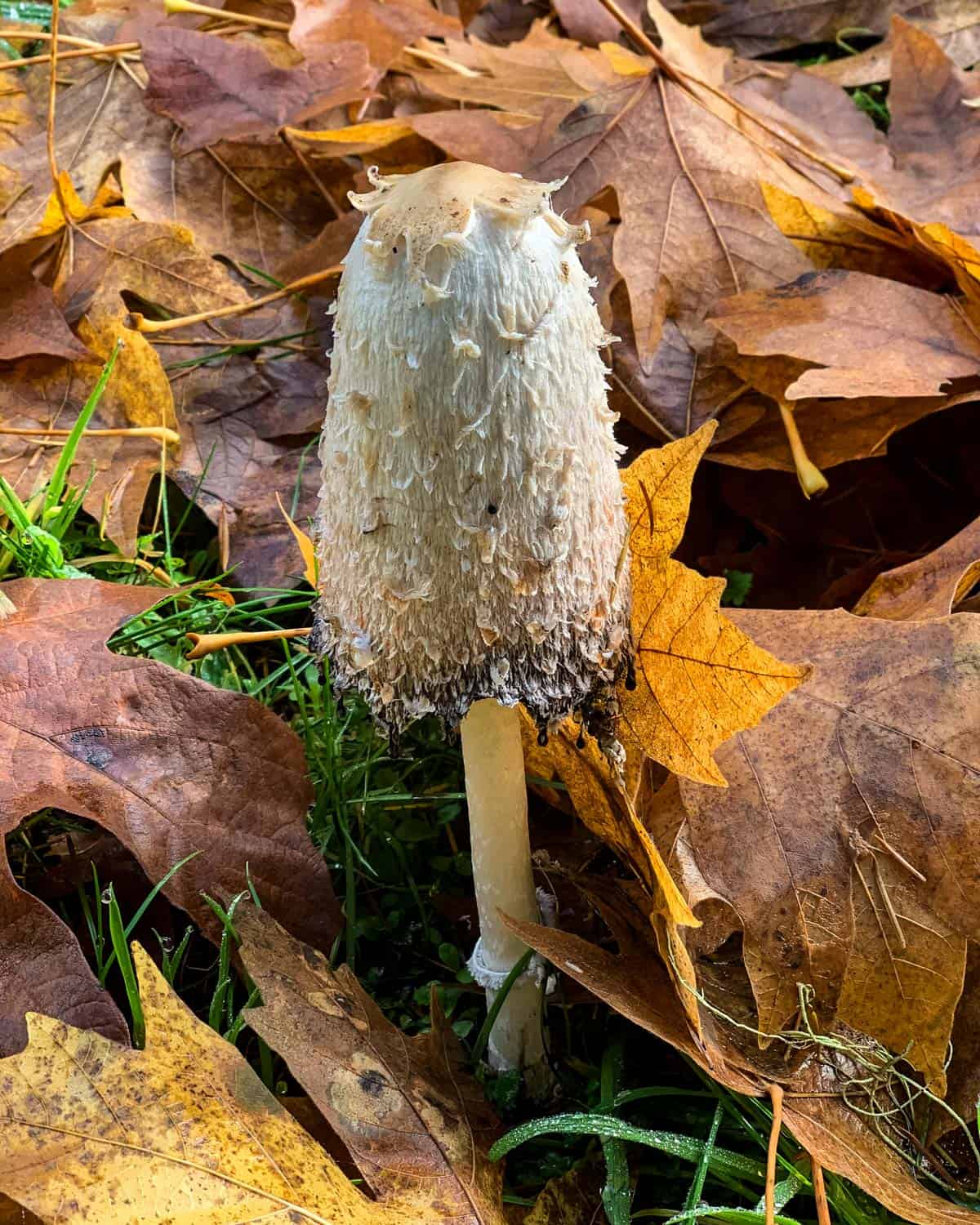 A shaggy mane mushroom growing in fall leaves. 