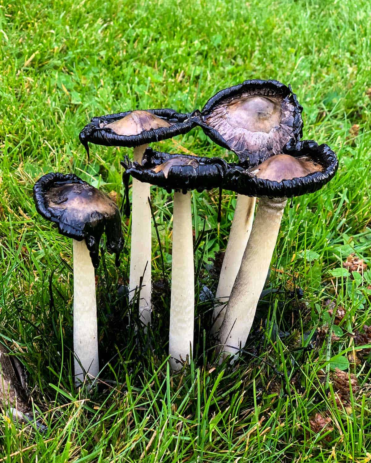 A cluster of shaggy mane mushrooms with black goo forming. 